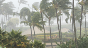 IT disaster recovery palm trees in storm photo